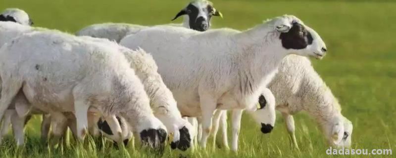 羊不吃草喜卧没精神用什么药，生黄豆可以直接喂羊吗