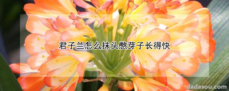 君子兰怎么抹头憋芽子长得快