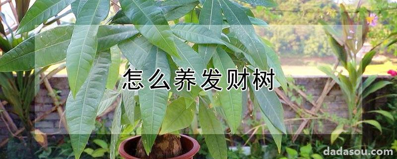 怎么养发财树