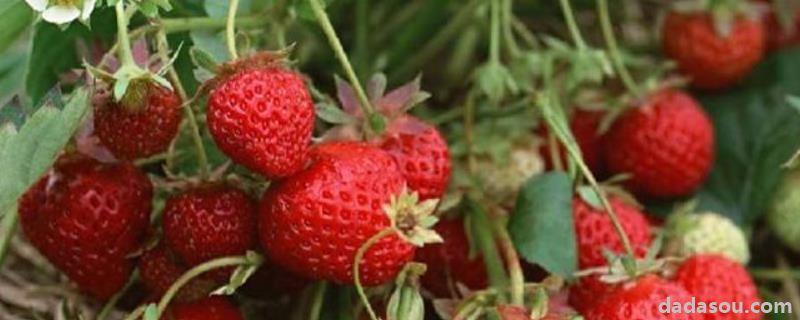 特大早熟草莓品种，草莓是什么季节的水果