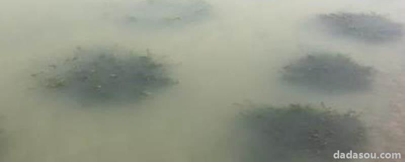 伊乐藻<a href=https://www.dadasou.com/ny/zhongzhi/ target=_blank class=infotextkey>种植</a>方法,冬天可以种植吗