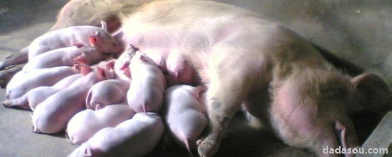 母猪配种后的饲养管理，葡萄糖对母猪的危害
