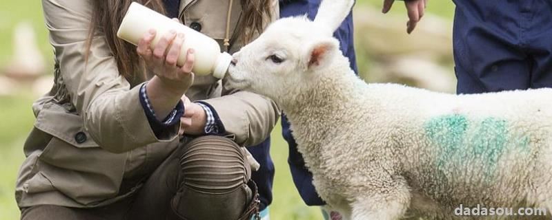 人工喂养小羊羔常识，小羊羔一次喂多少奶粉