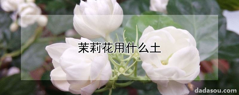 茉莉花用什么土