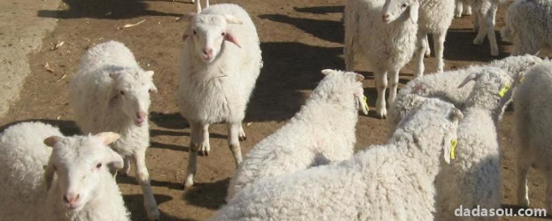 羊吃别的羊的羊毛是什么病，羊为什么不能吃稻草