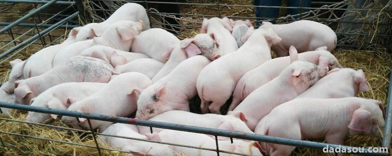 为什么猪仔一到母猪嘴边就咬，如何降低哺乳仔猪的死亡率