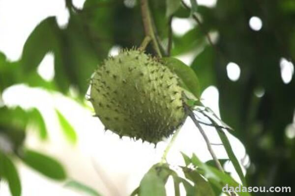 番荔枝怎样授粉