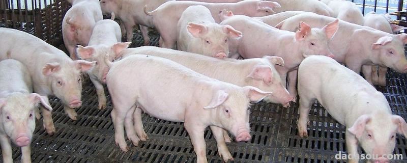 猪哪个阶段长得最快，200斤以上的猪每天能长几斤
