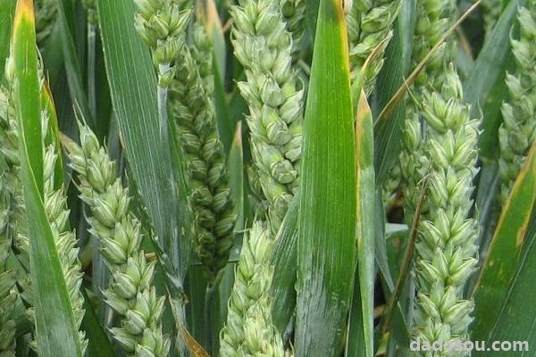鲁研148小麦品种