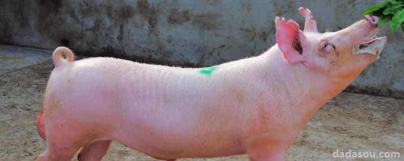 猪的毛重和净重怎么算，比例是几比几