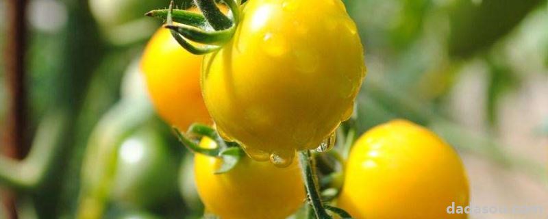 怎样栽培西红柿