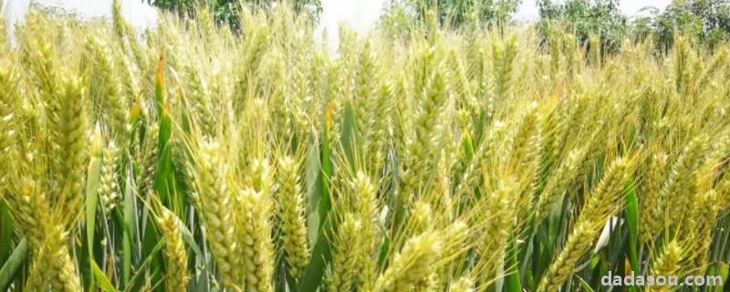 鲁研128小麦品种介绍