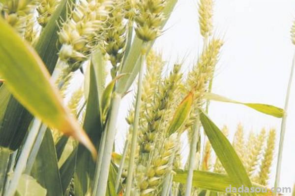 怀川916小麦品种