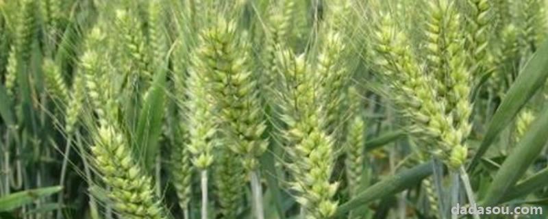 4199小麦品种亩产能收多少斤，附简介