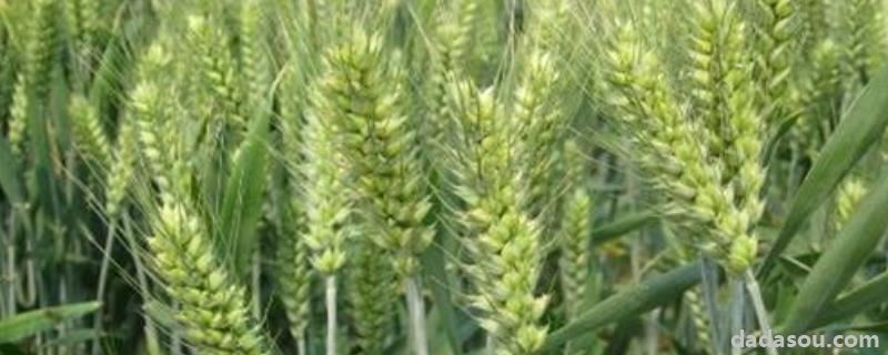 4199小麦品种亩产能收多少斤,附简介