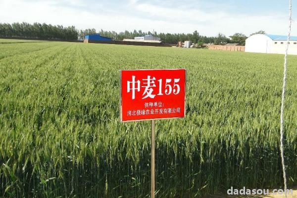 中麦155小麦品种介绍