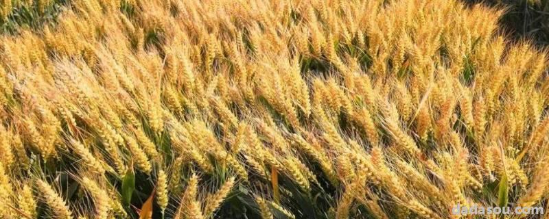 山农19小麦品种介绍