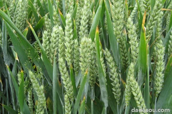 中麦155小麦品种介绍