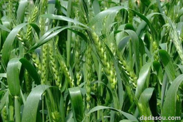 淮麦44小麦品种介绍