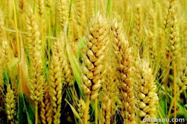 中信麦28小麦品种怎样，附简介