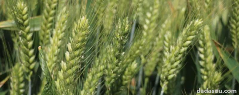 西农20小麦品种介绍