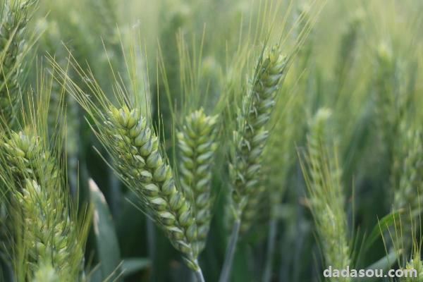 丰德存麦20小麦品种介绍