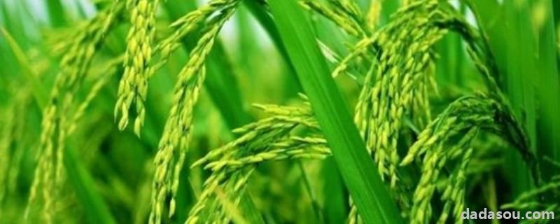 垦稻30水稻品种介绍