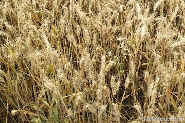 徐麦35小麦品种