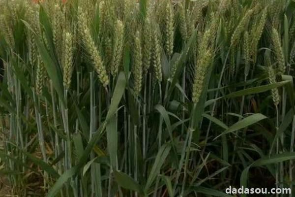 徐麦35小麦品种
