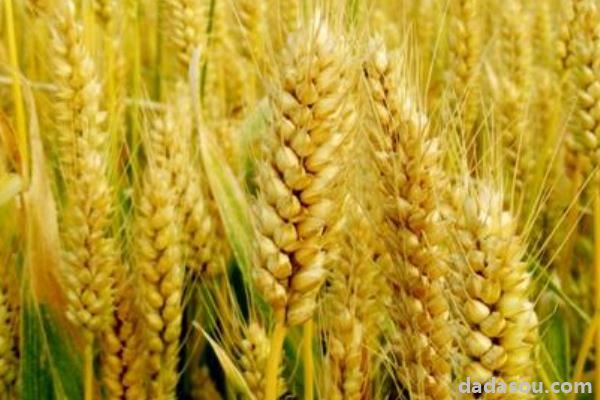 2020年小麦新品种
