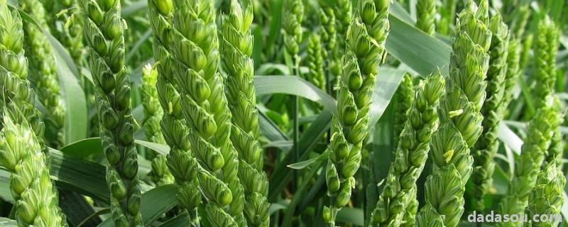 淮麦44小麦品种介绍