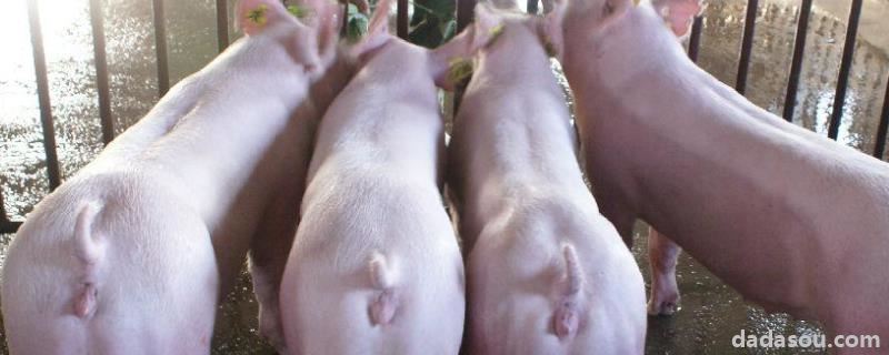 母猪发情不让配种原因，配种后怎么喂养