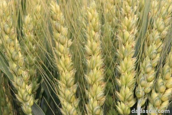 洛旱11小麦品种介绍