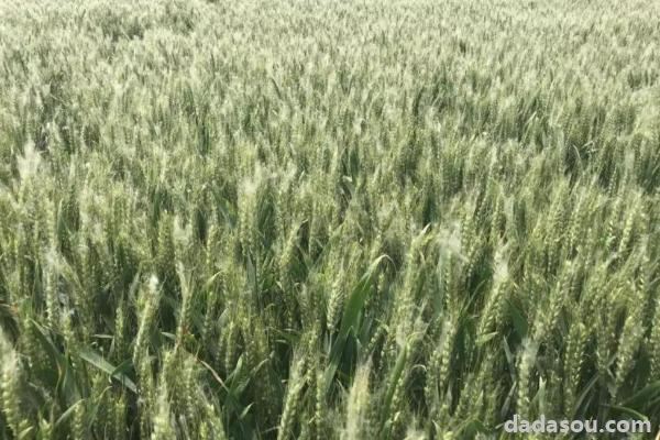 山农19小麦品种介绍