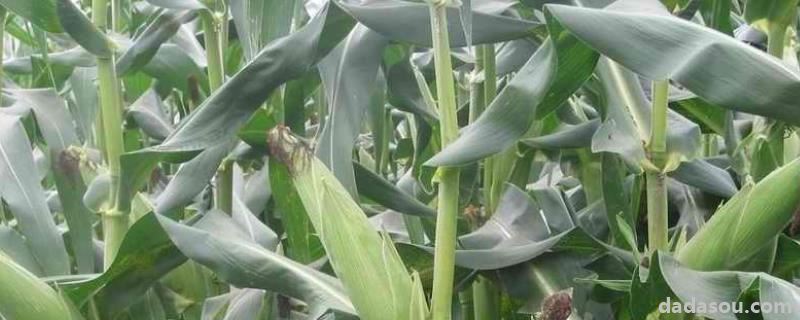 乐盈818玉米特点,附简介