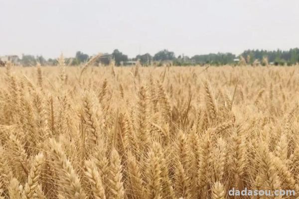 濮麦8062品种介绍