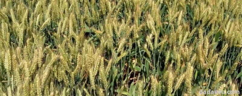 淮麦33小麦品种介绍