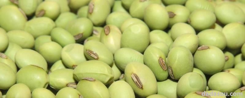 菜豆种子和玉米种子的相同点和不同点,菜豆种子是单子叶还是双子叶
