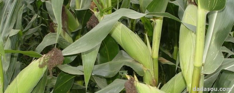 隆禧119玉米种特性特征,附简介
