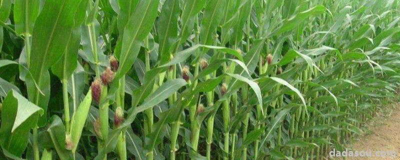 登海w367玉米种介绍,附简介