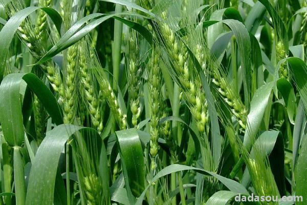 良星68小麦品种介绍