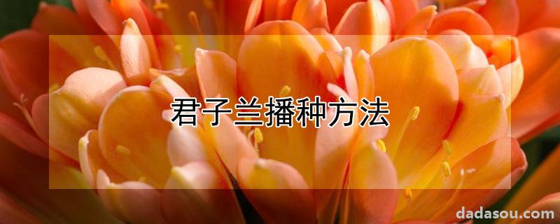 君子兰播种方法