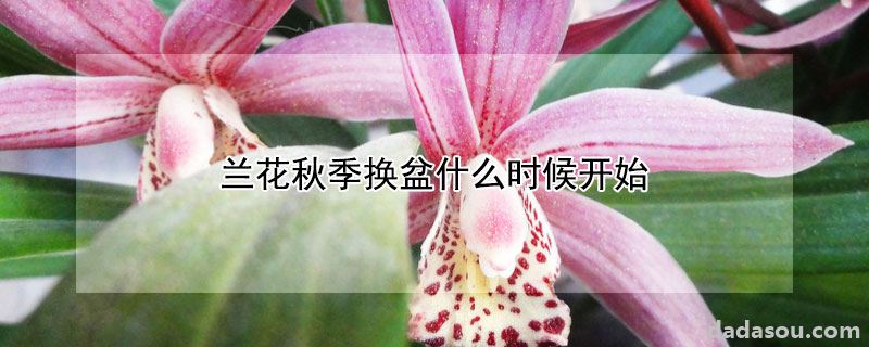 兰花秋季换盆什么时候开始