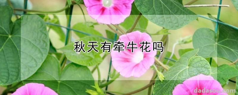 秋天有牵牛花吗