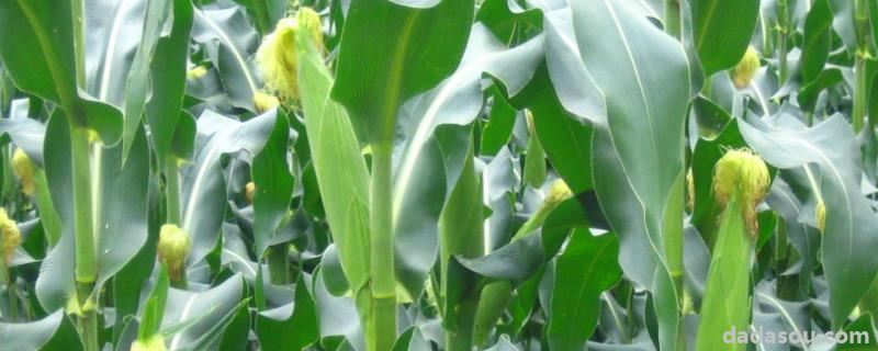 正大659玉米种特征,附简介