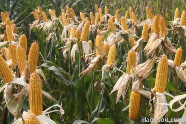 2020年黄淮海主推玉米品种