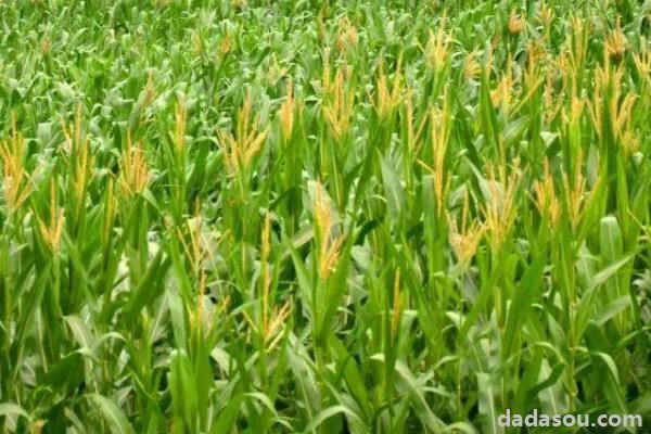 2020年黄淮海主推玉米品种