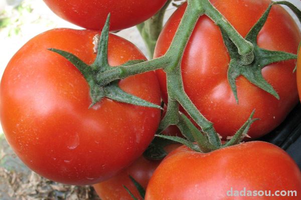 西红柿怎么沾花授粉