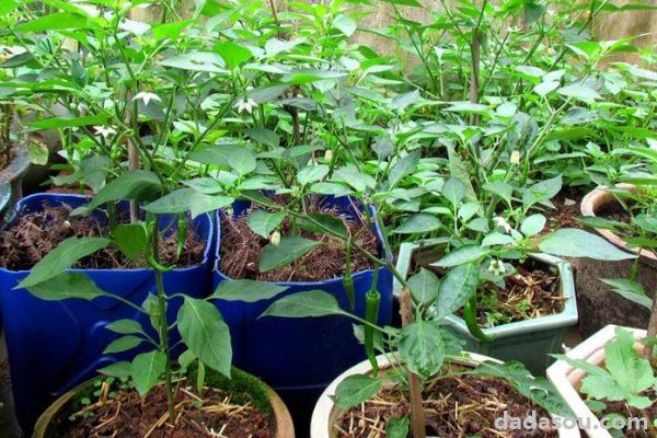 阳台茄子的种植方法