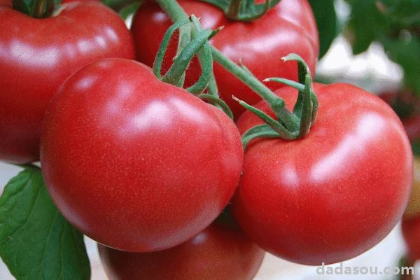 西红柿开花期能浇水吗